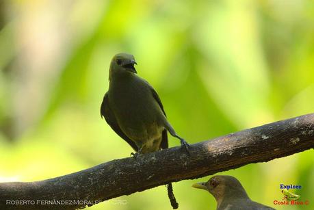 Frog's Heaven -Aves-  -Horquetas de Sarapiquí, Heredia-