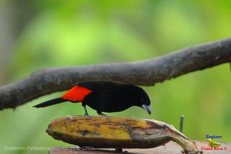 Frog's Heaven -Aves-  -Horquetas de Sarapiquí, Heredia-