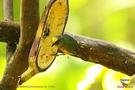 Frog's Heaven -Aves-  -Horquetas de Sarapiquí, Heredia-