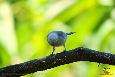 Frog's Heaven -Aves-  -Horquetas de Sarapiquí, Heredia-