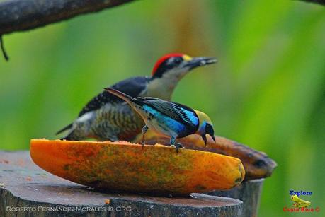 Frog's Heaven -Aves-  -Horquetas de Sarapiquí, Heredia-