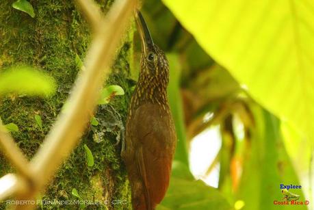 Frog's Heaven -Aves-  -Horquetas de Sarapiquí, Heredia-