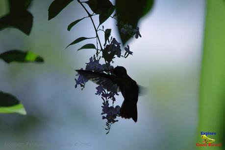 Frog's Heaven -Aves-  -Horquetas de Sarapiquí, Heredia-