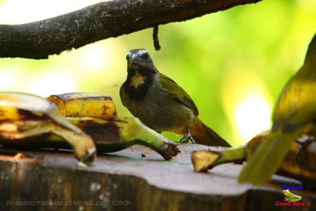 Frog's Heaven -Aves-  -Horquetas de Sarapiquí, Heredia-