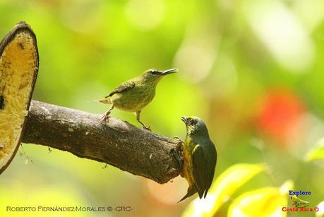 Frog's Heaven -Aves-  -Horquetas de Sarapiquí, Heredia-