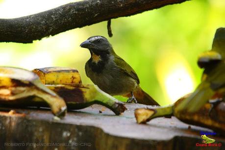 Frog's Heaven -Aves-  -Horquetas de Sarapiquí, Heredia-