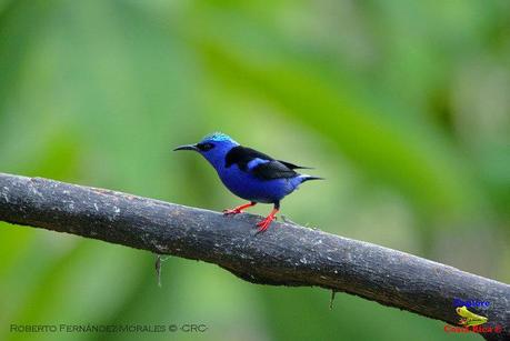 Frog's Heaven -Aves-  -Horquetas de Sarapiquí, Heredia-