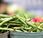 verduras ecológicas pueden reducir riesgo preeclampsia