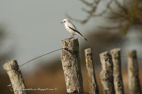 Monjita blanca (White Monjita) Xolmis irupero