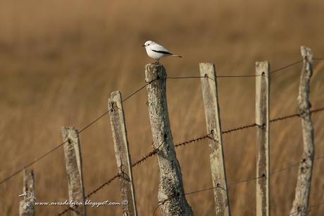 Monjita blanca (White Monjita) Xolmis irupero