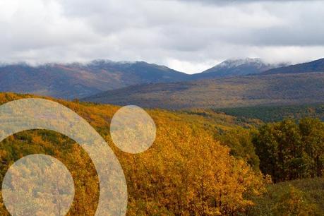 Bosques en otoño