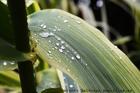 Los colores del Otoño: el jardín Botánico de Gijón