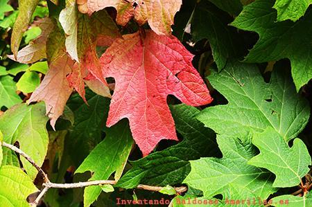 Los colores del Otoño: el jardín Botánico de Gijón