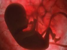 Estudio científico sugiere cada nacerán menos hombres mujeres debido cambio climático