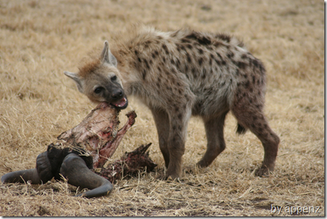 hiena comiendo