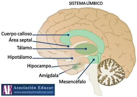 Exámenes y memoria: una relación poco confiable limbico (1)