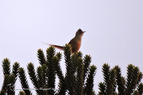 Coludito de los pinos (Araucaria Tit-Spinetail) Leptasthenura setaria