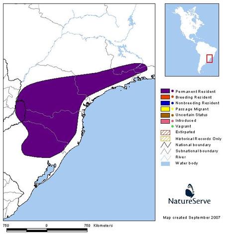 Coludito de los pinos (Araucaria Tit-Spinetail) Leptasthenura setaria
