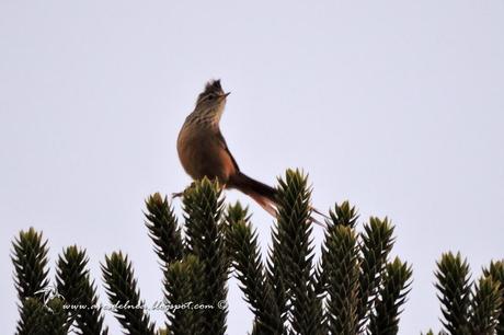 Coludito de los pinos (Araucaria Tit-Spinetail) Leptasthenura setaria