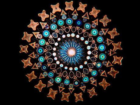 Arreglo de diatomeas de Klaus Kemp