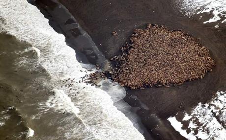 reunión de 35.000 morsas en la costa de Alaska