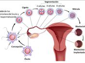 Semana embarazo implantación