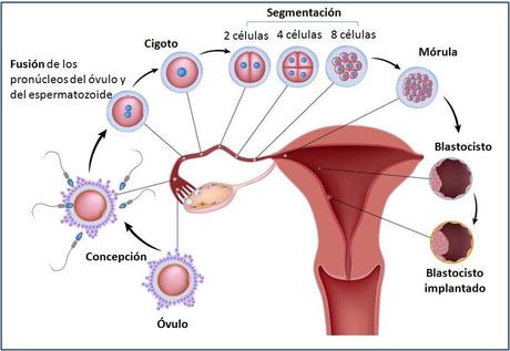 Semana 3 de embarazo recorrido del ovulo implantacion