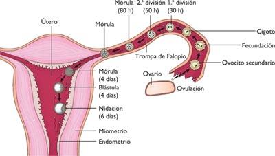 Semana 2 de embarazo, la concepción