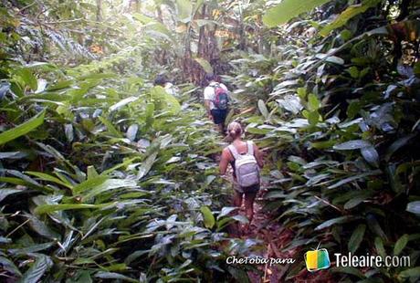 Ilha_Grande_Brasil_Bosque