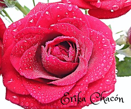 Rosas frescas y un buen Café