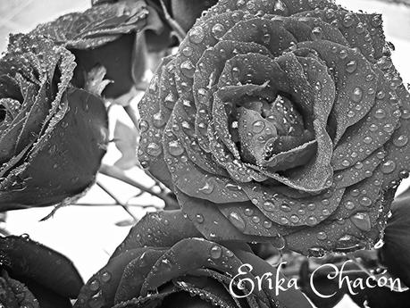 Rosas frescas y un buen Café