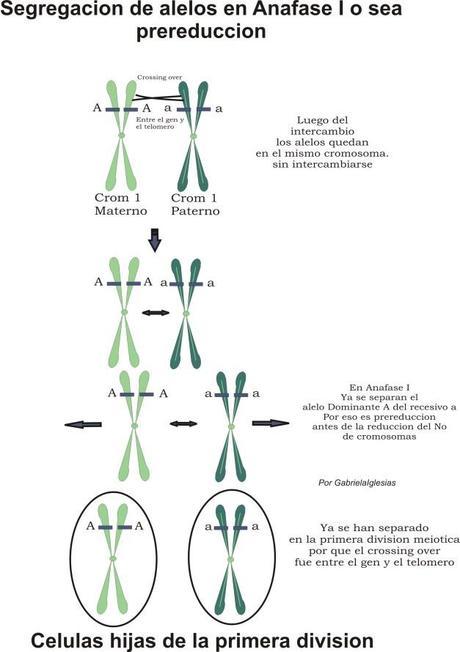 segregación-en-anafase-I