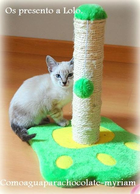 OS PRESENTO A LOLO Y SU PASTELITO GATUNO.