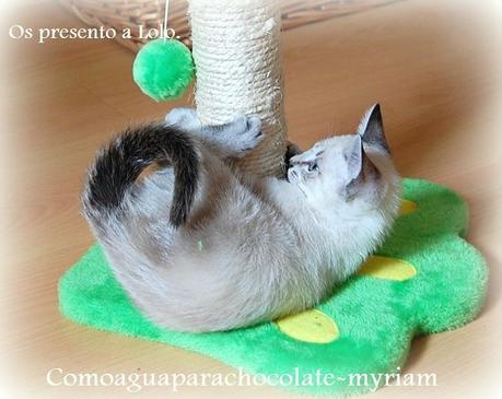 OS PRESENTO A LOLO Y SU PASTELITO GATUNO.