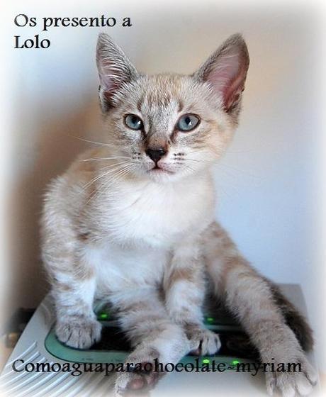 OS PRESENTO A LOLO Y SU PASTELITO GATUNO.