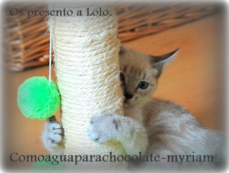 OS PRESENTO A LOLO Y SU PASTELITO GATUNO.