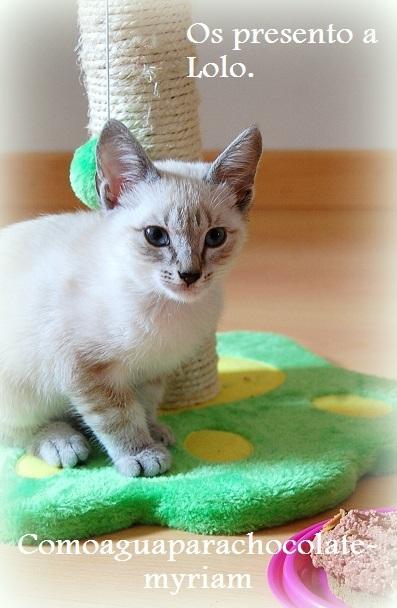 OS PRESENTO A LOLO Y SU PASTELITO GATUNO.