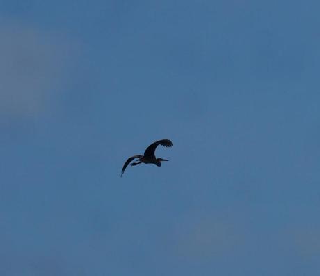 De nuevo garza imperial