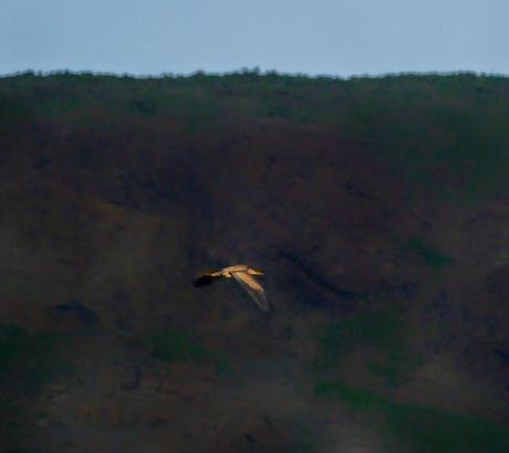 De nuevo garza imperial