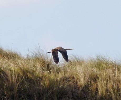 De nuevo garza imperial