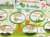 Cómo sembrar cultivar Acelgas huerto: Infografía