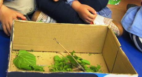 Pequeño proyecto: Nuestros gusanos de seda