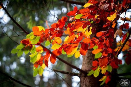 Foto del otoño hojas Foto del otoño hojas