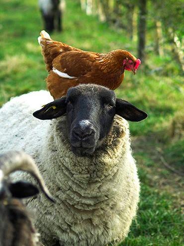 San Viernes repartiendo tareas