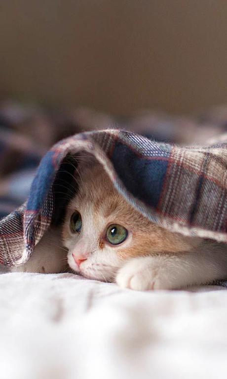 San Viernes repartiendo tareas