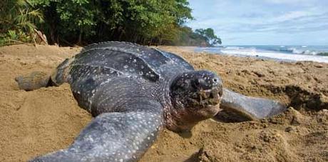 La ecología marina ha perdido uno de sus emblemas, la tortuga laud