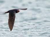 significado soñar golondrinas.