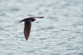 sueño con golondrinas