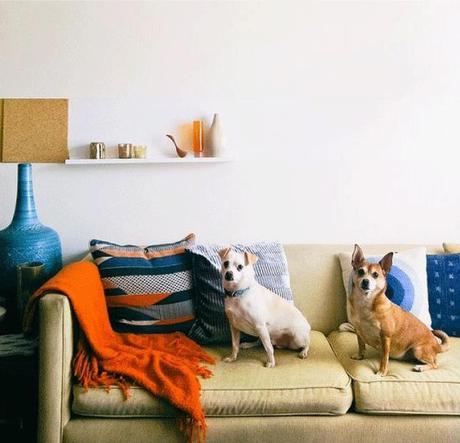 MASCOTAS EN INTERIORES BONITOS