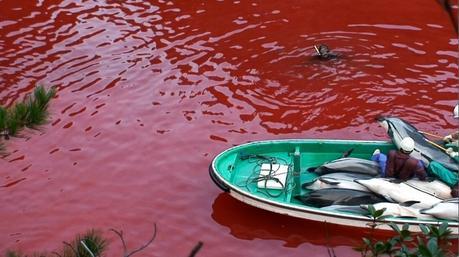 LA BAHÍA DE TAIJI (JAPÓN) – “LOS BLOGS DE HÉLDER” ATRIBUYEN ESTE MES, A ESTE PAÍS, EL PREMIO DEL “PEOR PAÍS DEL MUNDO…”